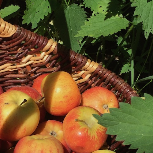 image de l'actualitée jus-de-pommes-et-d-orties